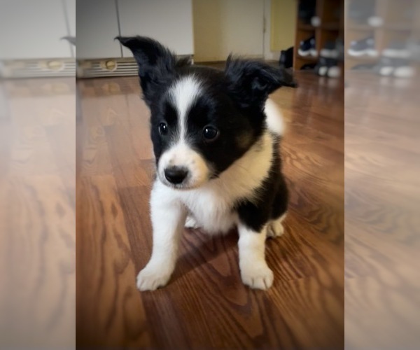 Medium Photo #3 Border Collie-Papillon Mix Puppy For Sale in CULPEPER, VA, USA