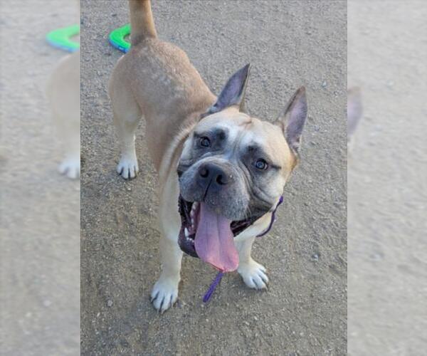 Medium Photo #1 Mastiff-Unknown Mix Puppy For Sale in Las Vegas, NV, USA