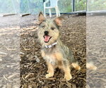 Small Mutt