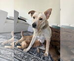 Small #10 Labrador Retriever Mix