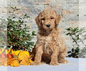 Goldendoodle-Poodle (Standard) Mix Puppy for sale in HONEY BROOK, PA, USA