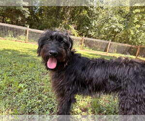 Poodle (Miniature)-Unknown Mix Dogs for adoption in Pacolet, SC, USA