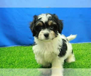 Cavalier King Charles Spaniel-Poodle (Toy) Mix Puppy for sale in HICKORY, NC, USA