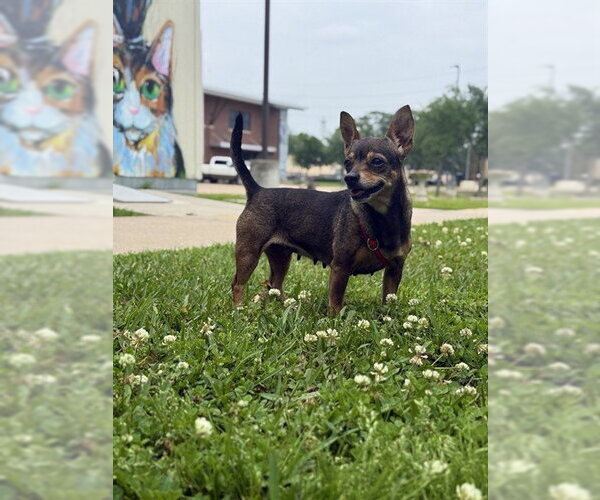 Medium Photo #1 Chihuahua Puppy For Sale in Sugar Land, TX, USA