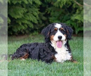 Mother of the Bernedoodle (Miniature) puppies born on 03/20/2026
