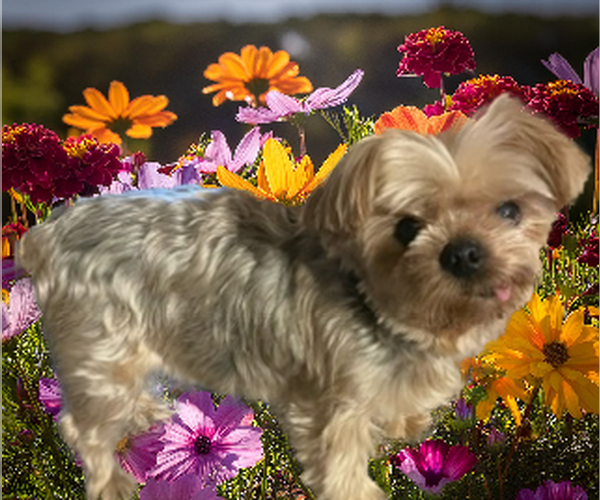 Medium Photo #5 Mutt Puppy For Sale in Allentown,, PA, USA