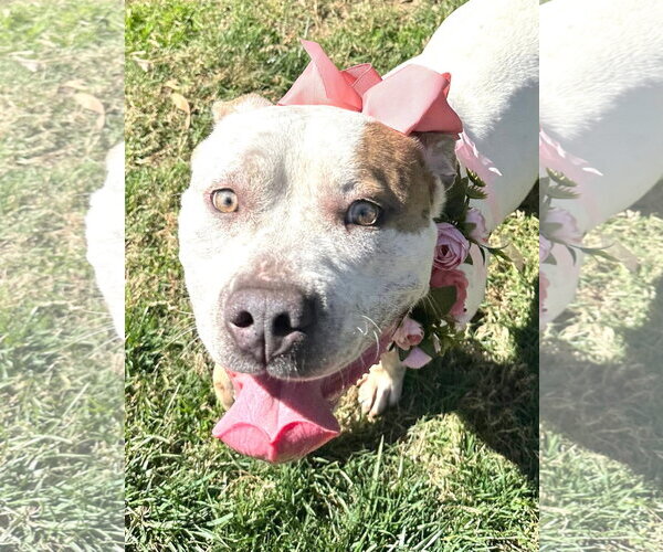 Medium Photo #9 American Bulldog-Unknown Mix Puppy For Sale in Redlands, CA, USA