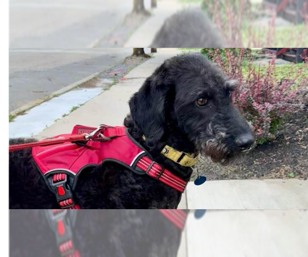 Medium Photo #2 Chesa-Poo Puppy For Sale in Springdale, PA, USA