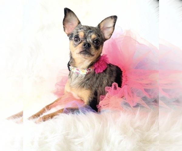 Medium Photo #2 Chihuahua Puppy For Sale in SACRAMENTO, CA, USA