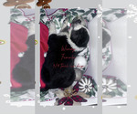 Small Photo #5 Border-Aussie Puppy For Sale in ROY, UT, USA
