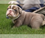 Small Photo #11 Olde English Bulldogge Puppy For Sale in MANSFIELD, GA, USA