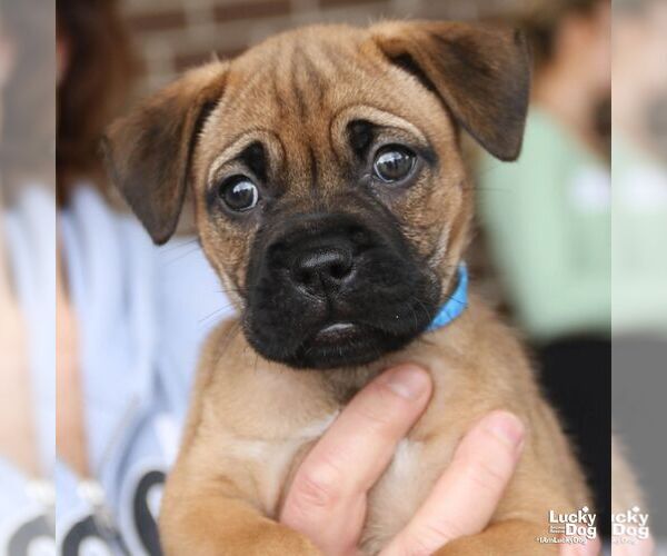 Medium Photo #3 Labrador Retriever-Unknown Mix Puppy For Sale in Washington, DC, USA