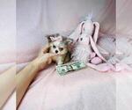 Small #9 Poodle (Toy)