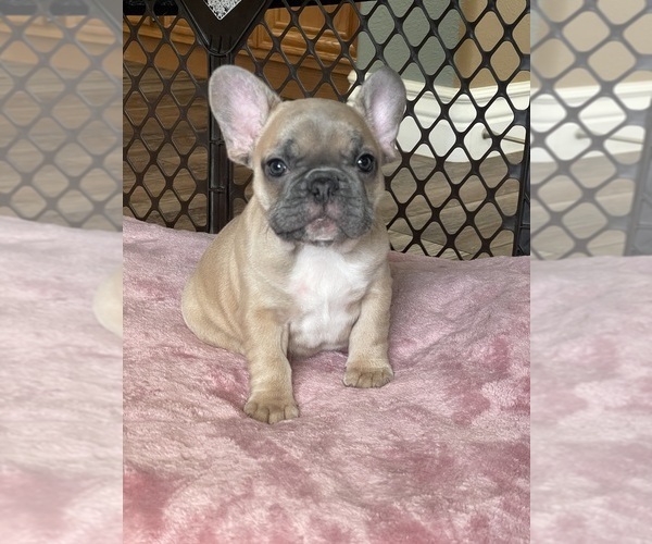 Medium Photo #12 French Bulldog Puppy For Sale in PERRIS, CA, USA