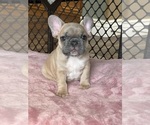 Small #11 French Bulldog