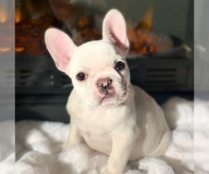 French Bulldog Puppy for sale in GLENDALE, CA, USA