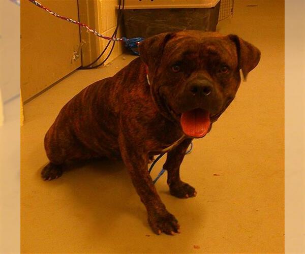 Medium Photo #1 Mutt Puppy For Sale in Sanford, FL, USA