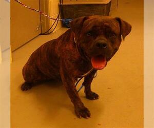 Mutt Dogs for adoption in Sanford, FL, USA
