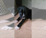 Small Photo #8 Boxer Puppy For Sale in JASPER, GA, USA