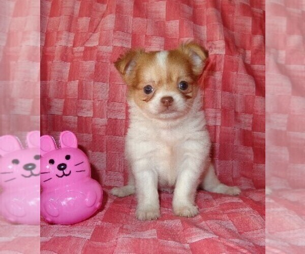 Medium Photo #12 Chihuahua Puppy For Sale in SAINT AUGUSTINE, FL, USA