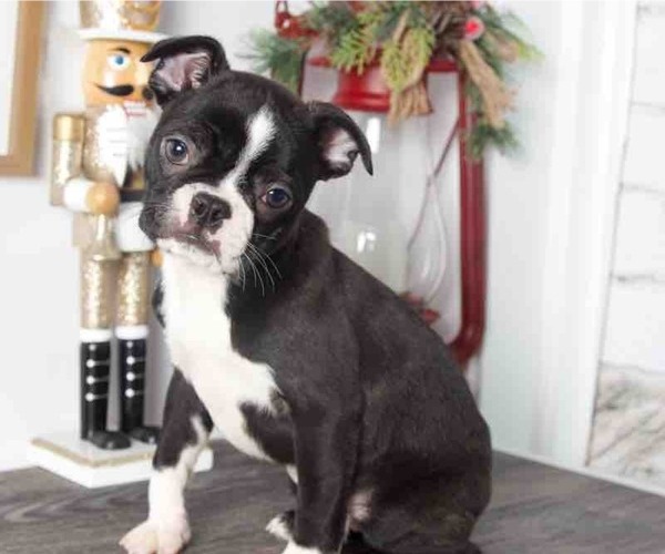 Medium Photo #1 Boston Terrier Puppy For Sale in RED LION, PA, USA
