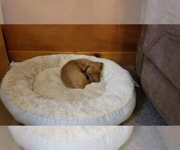 Medium Photo #8 Dachshund Puppy For Sale in MILAN, TN, USA