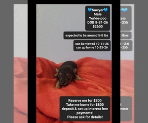 Yorkipoo Puppy for sale in TUCSON, AZ, USA