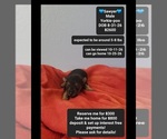 Image preview for Ad Listing. Nickname: Sawyer