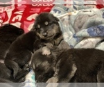 Small Photo #18 German Shepherd Dog Puppy For Sale in RAVENDEN, AR, USA