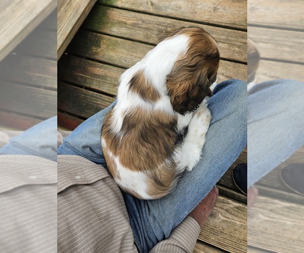 Medium Photo #6 Cocker Spaniel Puppy For Sale in FANCY GAP, VA, USA