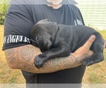 Small #2 Cane Corso-Rottweiler Mix