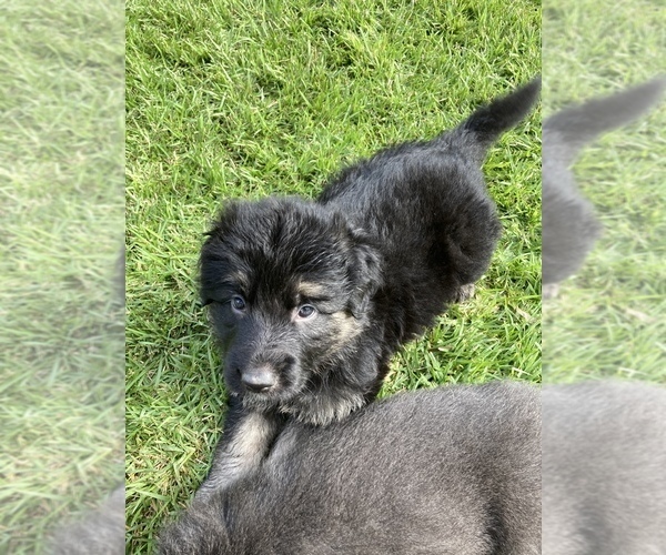 Medium Photo #21 German Shepherd Dog Puppy For Sale in BOERNE, TX, USA