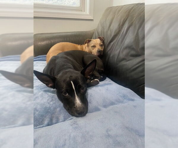 Medium Photo #6 American Pit Bull Terrier-Unknown Mix Puppy For Sale in Crete, IL, USA