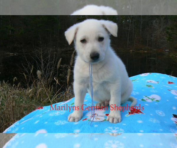 Medium Photo #5 German Shepherd Dog Puppy For Sale in PIEDMONT, MO, USA