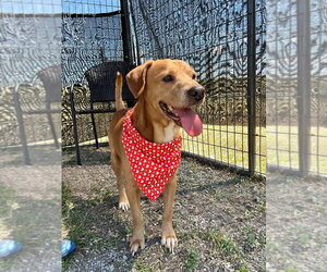 Brinks - Male Mutt Dog for Adoption - Photo #3