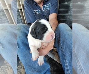 Great Dane Puppy for sale in RINGGOLD, LA, USA
