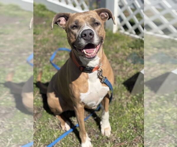 Medium Photo #5 Mutt Puppy For Sale in Virginia Beach, VA, USA