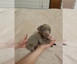 Small Photo #4 Weimaraner Puppy For Sale in DAVENPORT, IA, USA