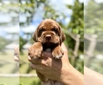 Puppy Puppy 5 Cocker-Pei