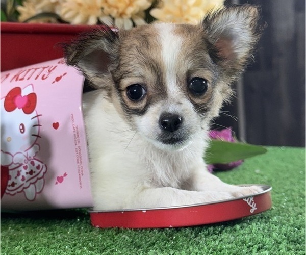 Medium Photo #1 Chihuahua Puppy For Sale in CANOGA, NY, USA