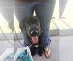 Small #2 Mutt