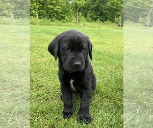 Labradinger-Labrador Retriever Mix Puppy for sale in ATLANTIC MINE, MI, USA