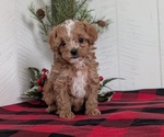 Small Photo #48 Cavapoo (Miniature) Puppy For Sale in GOSHEN, IN, USA