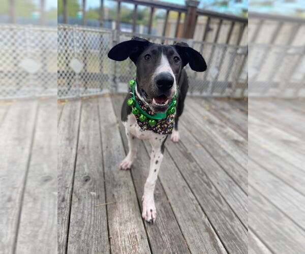 Medium Photo #9 Basset Hound-Great Dane Mix Puppy For Sale in Bullard, TX, USA