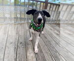 Small #8 Basset Hound-Great Dane Mix