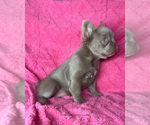 Small French Bulldog