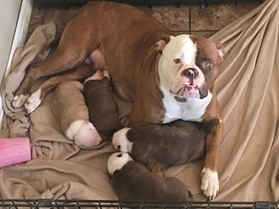 Mother of the American Bulldog puppies born on 04/29/2018