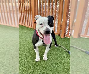 American Pit Bull Terrier-Unknown Mix Dogs for adoption in Las Vegas, NV, USA
