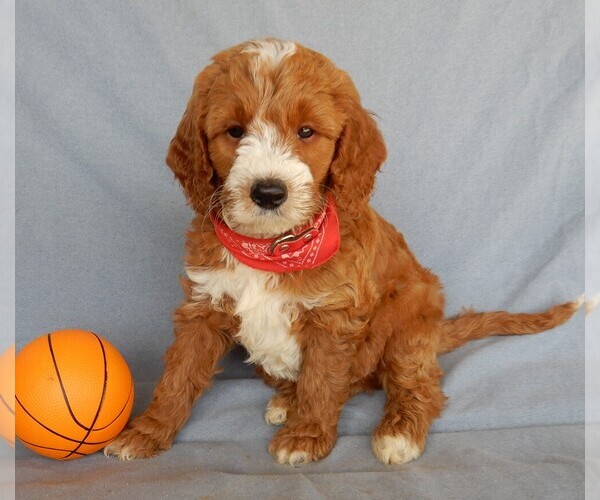 Medium Photo #10 Goldendoodle Puppy For Sale in MILLERSBURG, OH, USA