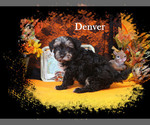 Small #13 Poodle (Toy)